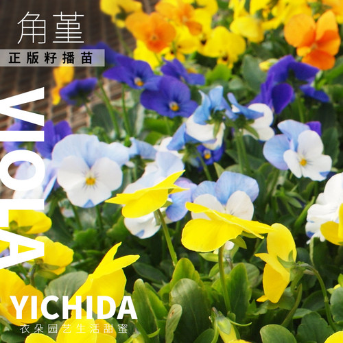 YICHIDA角堇正版进口籽播迷你三色堇小苗秋冬春耐寒花苗古风花力 - 图0