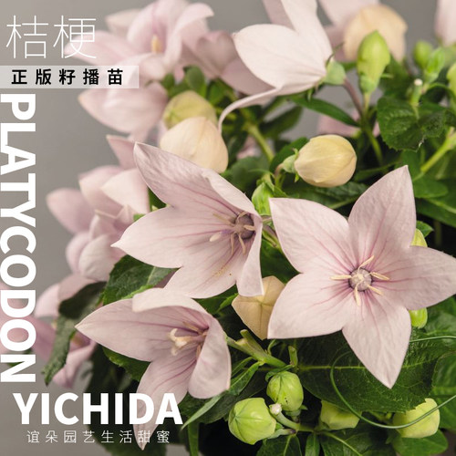 YICHIDA正版籽播桔梗花苗穴盘小苗耐热耐寒包子花包袱花星星花 - 图1