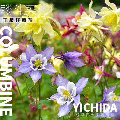 YICHIDA正版进口籽播耧斗菜猫爪花穴盘小苗耐寒花苗春语八音鸟 - 图1