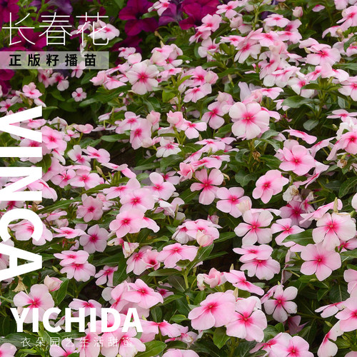 YICHIDA长春花苗籽播垂吊直立金盏草日日新小苗地中海刺青大力神 - 图3