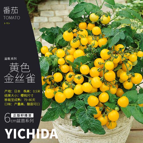 矮生番茄苗YICHIDA进口品种小苗盆栽小番茄苗传家宝蔬菜西红柿苗 - 图0