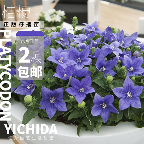 YICHIDA正版籽播桔梗花苗穴盘小苗耐热耐寒包子花包袱花星星花 - 图0