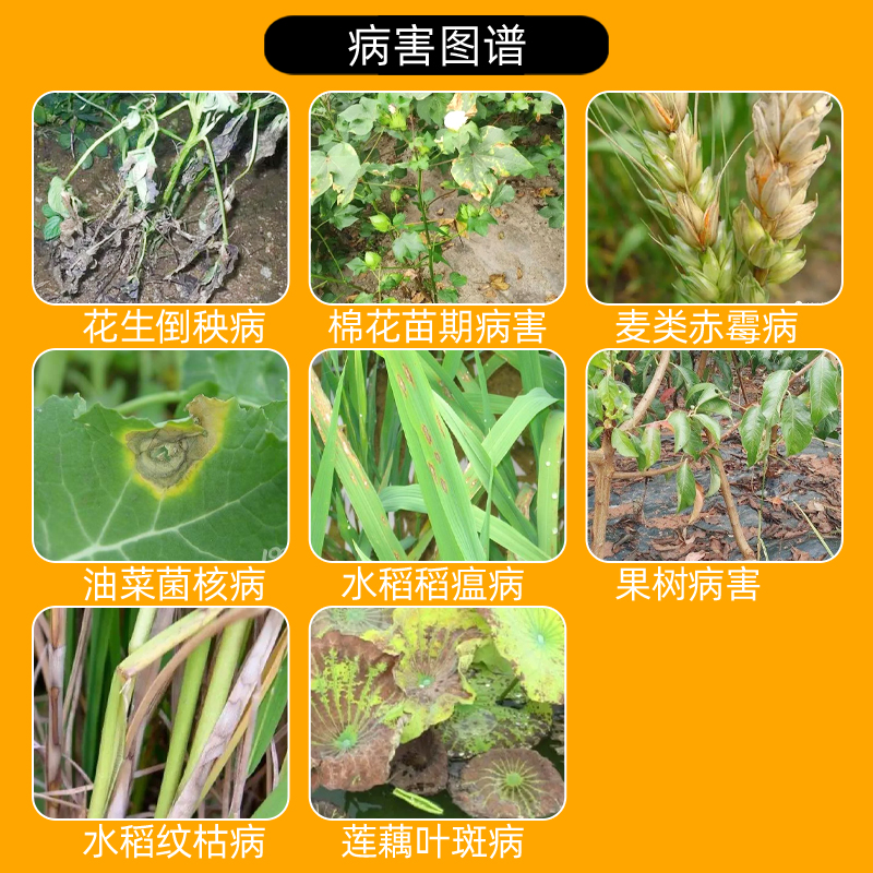 国光多菌灵植物花卉家用杀菌剂月季黑斑病多肉烟煤黑腐病通用杀菌 - 图0