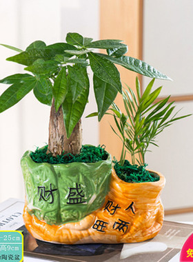 发财树盆栽植物室内客厅卧室绿植盆景四季常青办公桌招财观叶花卉