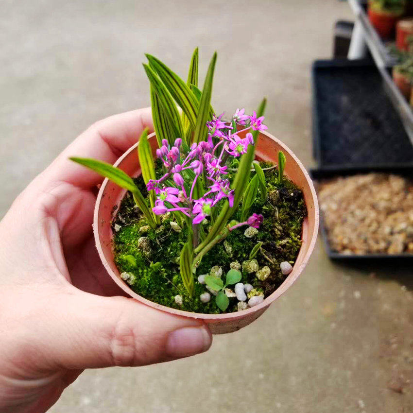 一朵基地缟蔓穗日本进口山野草兰花草平行线油点百合缟缦穗稿麦穗 一朵alice 淘优券