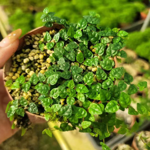 迷你薜荔小叶观叶青叶花叶雨林缸生态瓶微景观用爬藤绿植好养皮实 - 图1