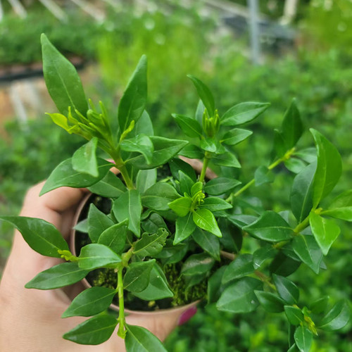 稀有名贵品种小叶寿星栀子花重瓣尖叶四季开花迷你盆栽盆景花香 - 图3