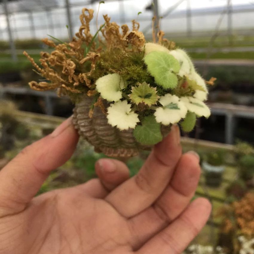 一朵基地姬虎耳草屋久岛雪之下七变化山野草案头绿植日本御所车-图3