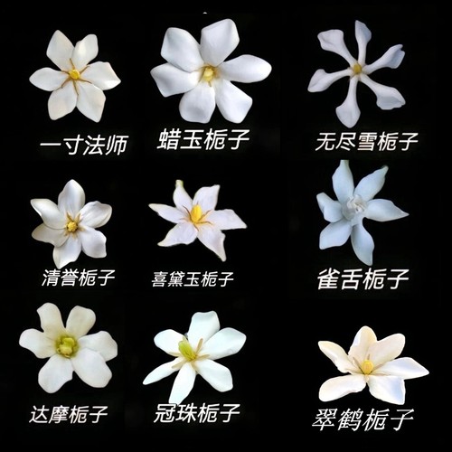 稀有名贵品种小叶寿星栀子花重瓣尖叶四季开花迷你盆栽盆景花香 - 图0