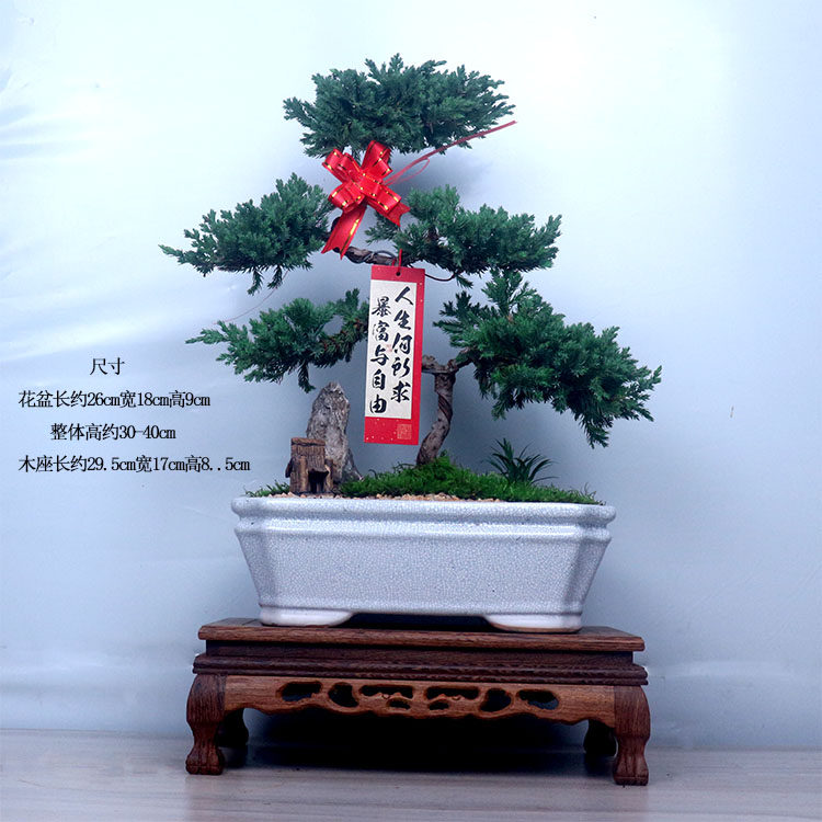 五层塔松盆栽造型盆景松鹤延年植物办公室桌面绿植乔迁新居送礼物,淘宝优惠券,粉丝福利购,淘宝优惠卷