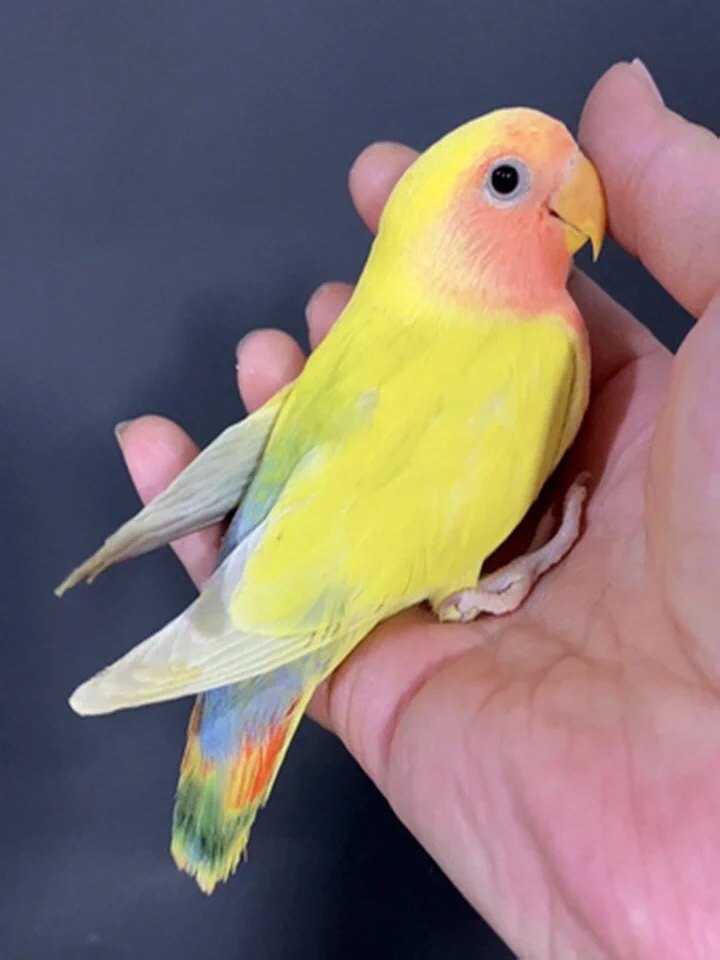 小鸟活体牡丹鹦鹉手养亲人黄化玄凤半毛大头虎皮学说话活物宠物鸟,淘宝优惠券,粉丝福利购,淘宝优惠卷
