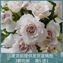 Salfi Angel Rare New Pint Sun Moon River Ben Pure Sub Moon Season Flowers Middle Fragrant Bush Cut Flowers