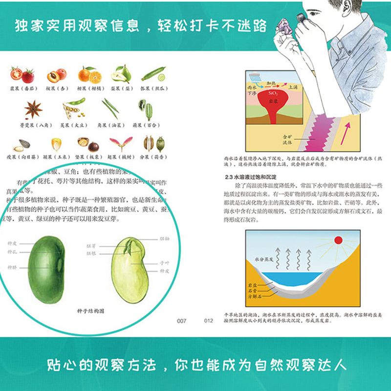 北京自然观察手册全10册矿物和岩石鸟类野花云和天气有故事的自然万物之书身边博物野外探秘花鸟鱼虫系列昆虫园林花卉海鲜和河鲜-图2