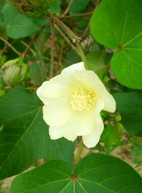 diy棉花花束室内装饰婚庆干花