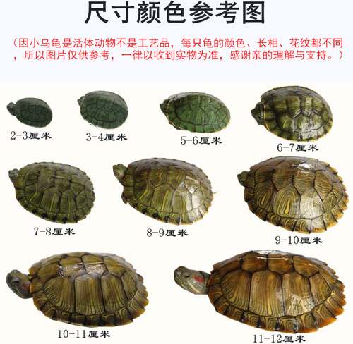 吃屎龟吃粪深水龟鱼缸混养活体乌龟活物小粪便清洁观赏金钱招财龟 - 图2