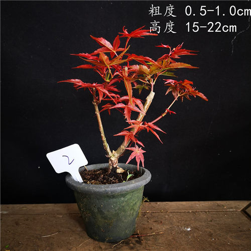 小品日本红枫稀有品种出猩猩盆景盆栽红叶系列枫树实物销售 - 图1