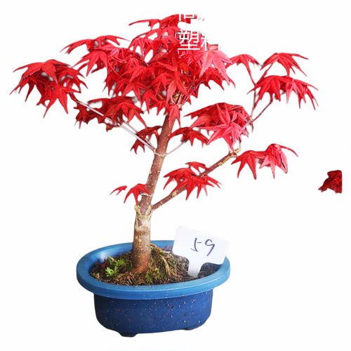 小品日本红枫稀有品种出猩猩盆景盆栽红叶系列枫树实物销售_虎窝淘