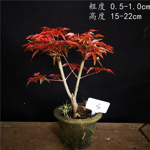 小品日本红枫稀有品种出猩猩盆景盆栽红叶系列枫树实物销售 - 图2