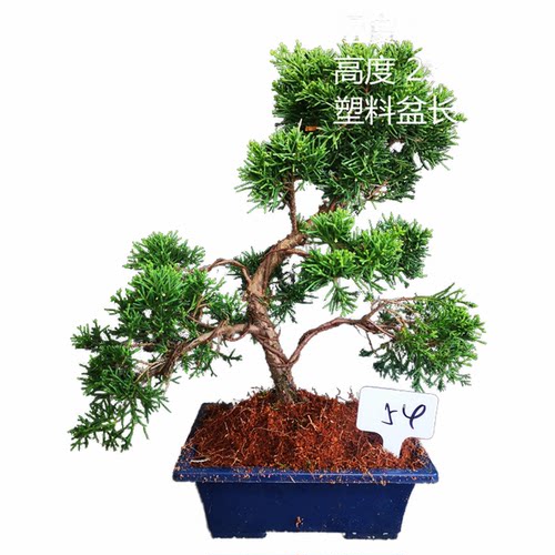 小品原生日本纪州真柏济州真柏盆景盆栽办公室内室外绿植一拍一物 - 图3