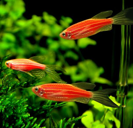 small red tropical fish