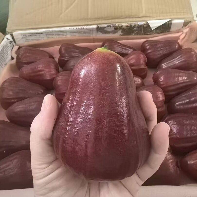 海南黑金刚莲雾5礼盒马到成功年货热带水果冬季补水酥脆莲雾顺丰,淘宝优惠券,粉丝福利购,淘宝优惠卷