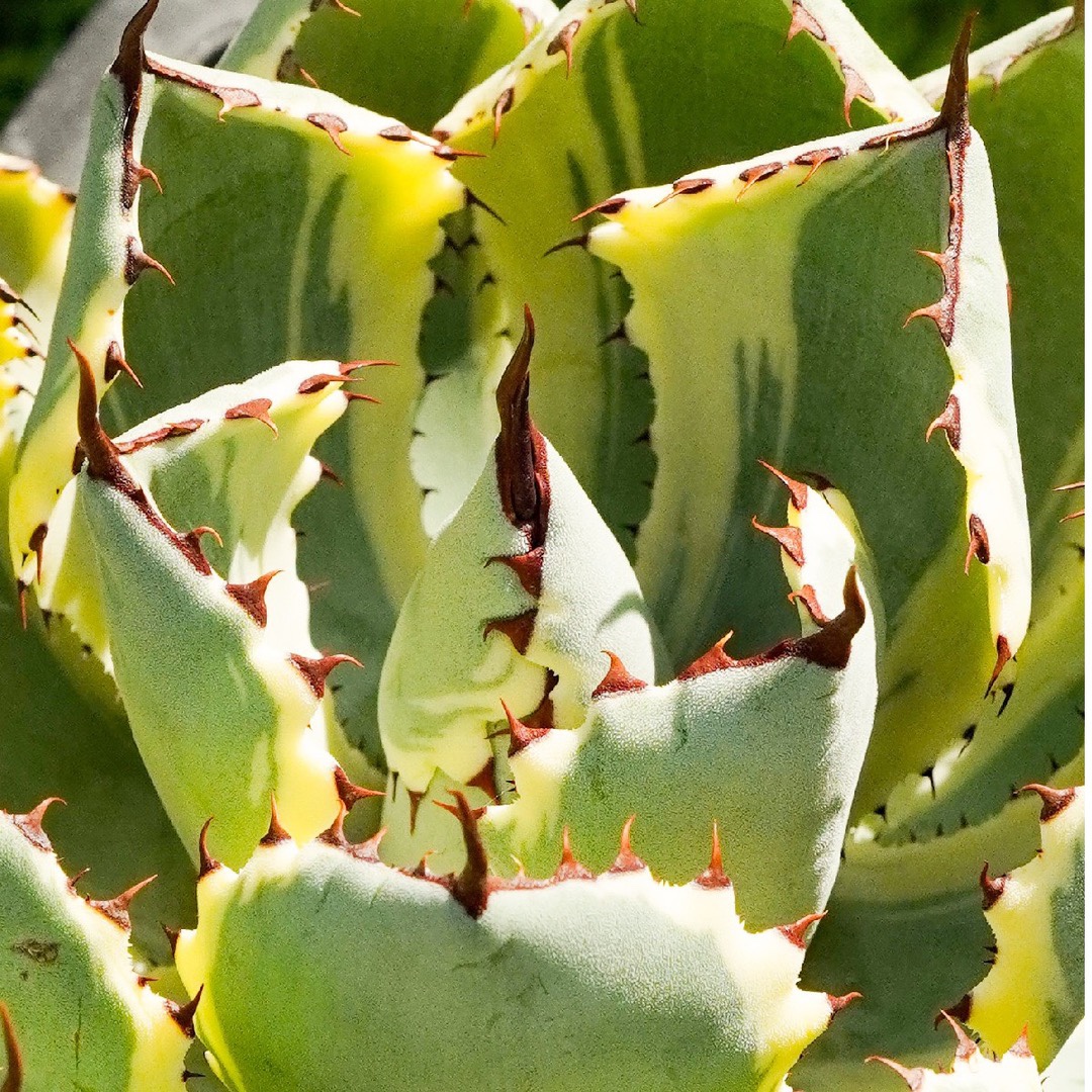 龙舌兰吉祥冠仁王冠潮流植物沙生植物办公室盆栽阳台绿植少浇水 - 图3