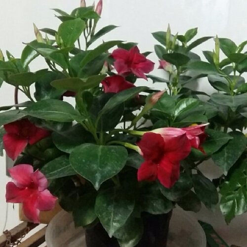 飘香藤花盆栽四季双线藤飘香藤攀爬带花苞发货双喜藤红蝉花苗 - 图0