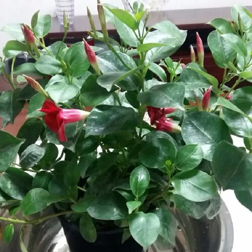 飘香藤花盆栽四季双线藤飘香藤攀爬带花苞发货双喜藤红蝉花苗 - 图1