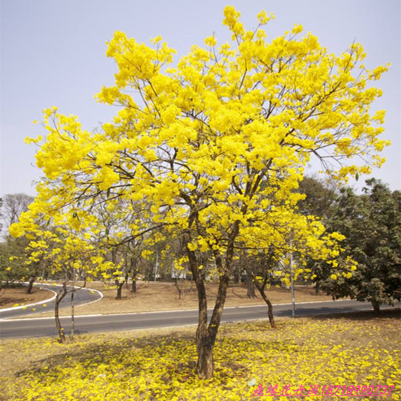 正宗黄花风铃木苗庭院别墅校园风景树巴西风铃木多花紫花风铃树苗-图0