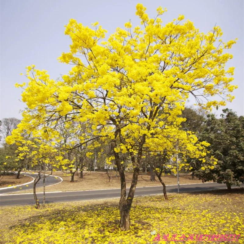 [Authentic Golden rainbow flower acacia seedling courtyard villa campus scenery plant Brazilian rainbow acacia shrub purple flower rainbow tree seedling]