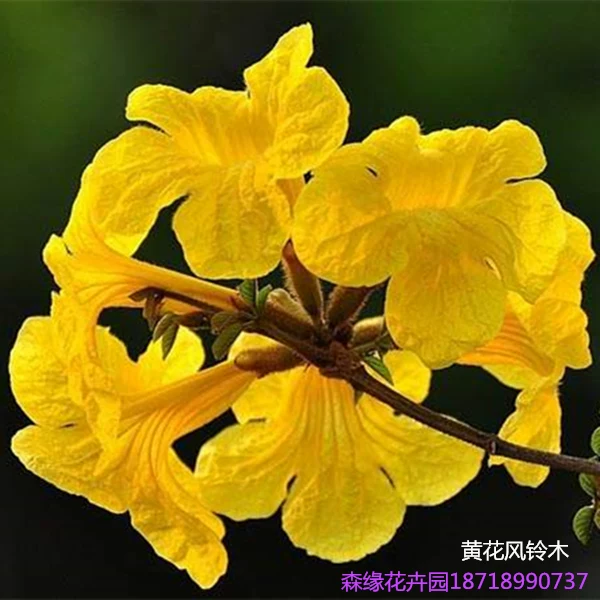 [Authentic Golden rainbow flower acacia seedling courtyard villa campus scenery plant Brazilian rainbow acacia shrub purple flower rainbow tree seedling]