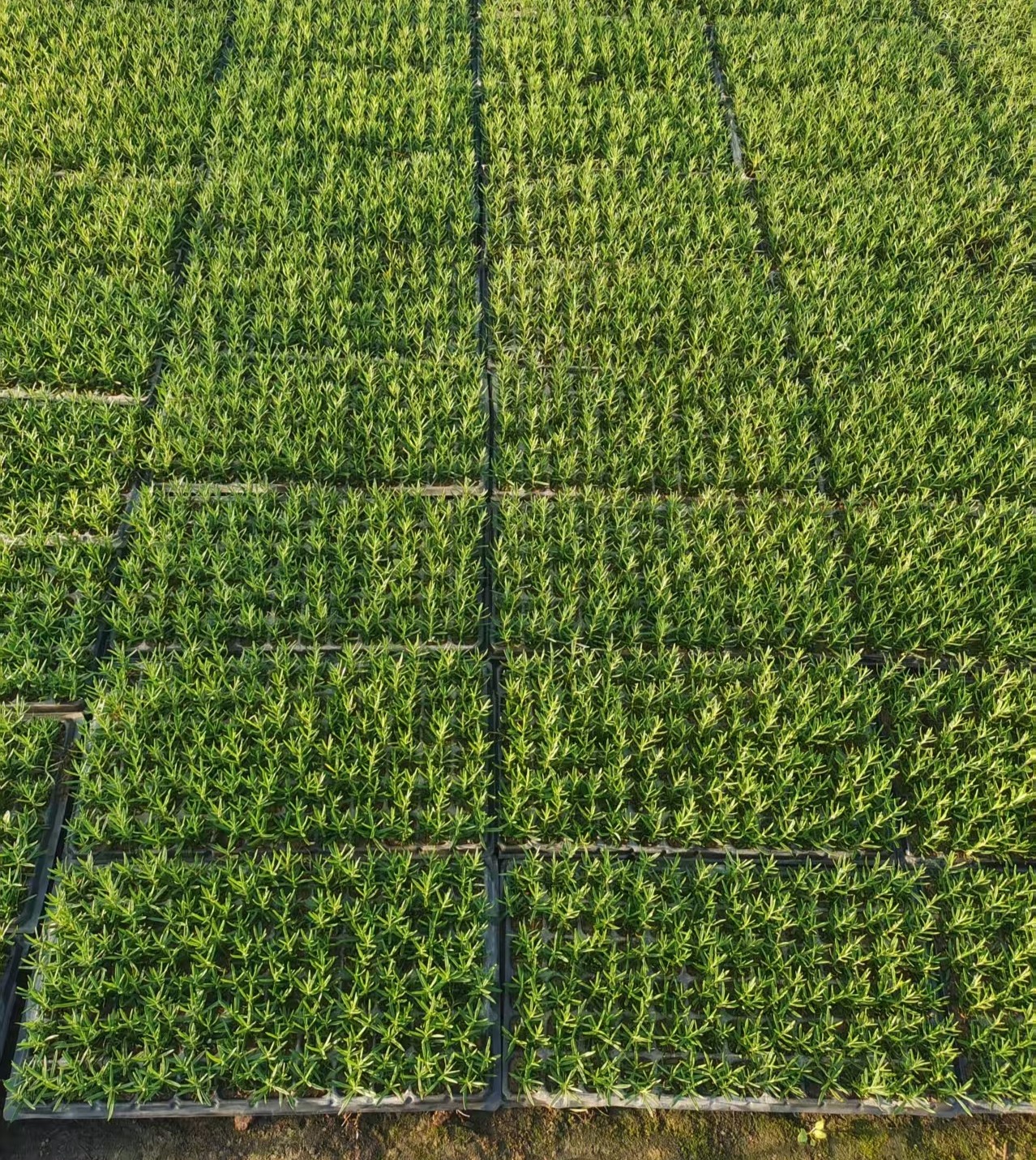 迷迭香小苗盆栽苗可食用香料四季常青耐寒驱蚊绿植易爆盆栽室内,淘宝优惠券,粉丝福利购,淘宝优惠卷