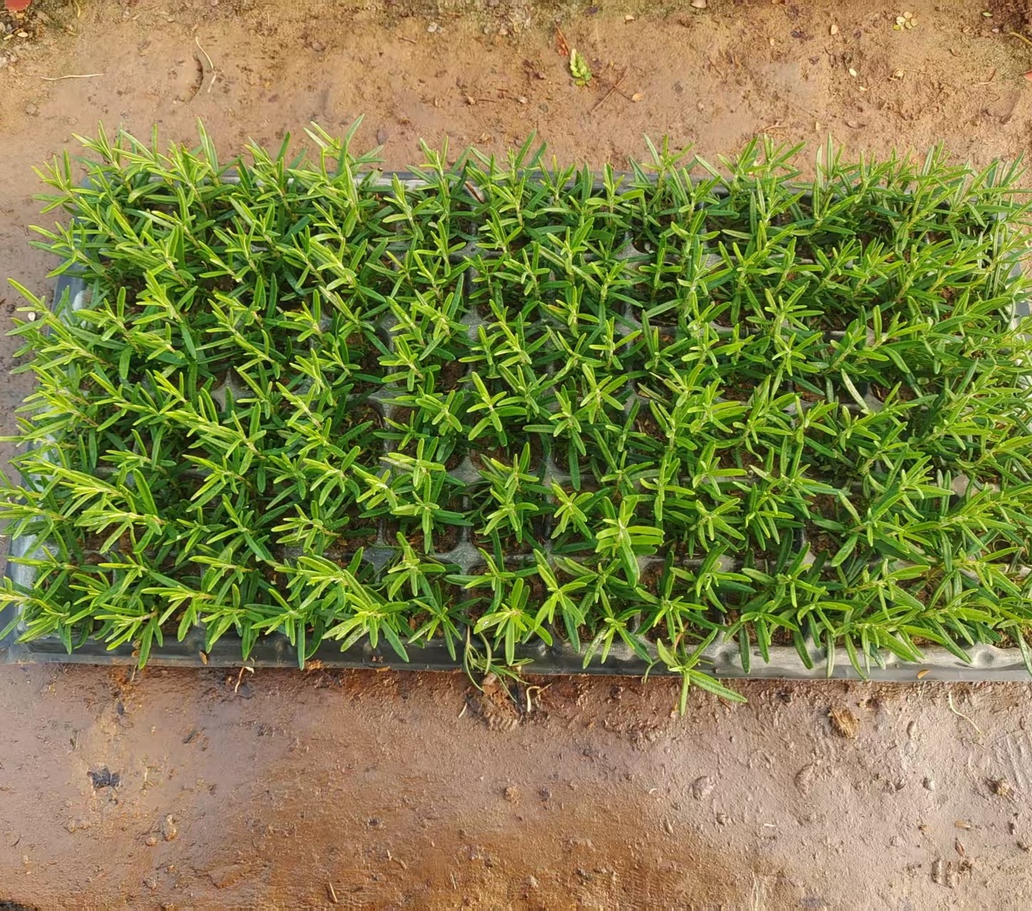 迷迭香小苗盆栽苗可食用香料四季常青耐寒驱蚊绿植易爆盆栽室内,淘宝优惠券,粉丝福利购,淘宝优惠卷