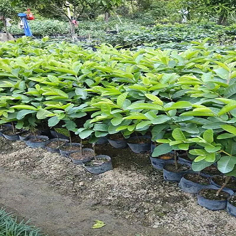 芭乐树苗带土带杯庭院园林种植果树番石榴苗泰国芭乐果苗盆栽绿植 - 图1