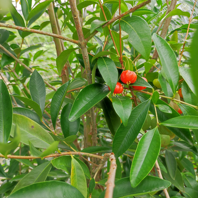 红果仔树苗带土带杯庭院园林种植果树巴西红果番樱桃果苗树苗绿植 - 图1