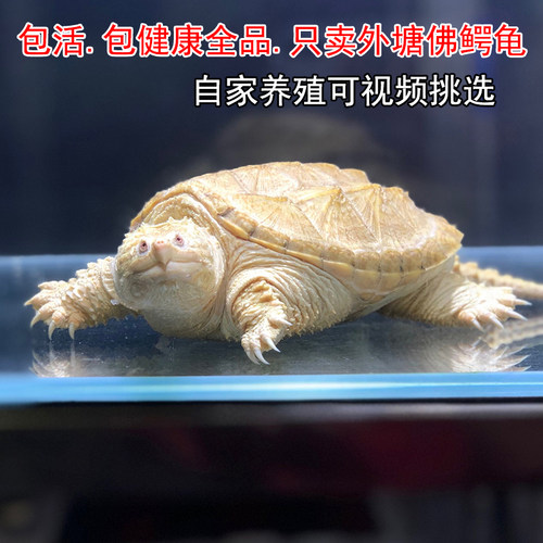原种纯佛鳄龟爆刺鳄鱼龟幼苗佛鳄龟活物北美杂佛小鳄龟乌龟宠物 - 图3