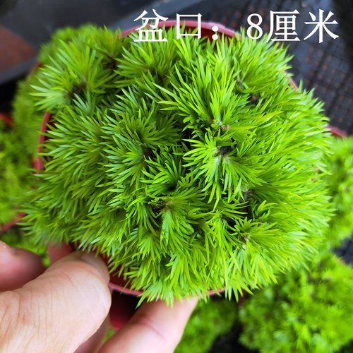 菖蒲苗水培黄金极姬金钱菖蒲草贵船苔天鹅绒龙根老桩附石虎须盆景 - 图2
