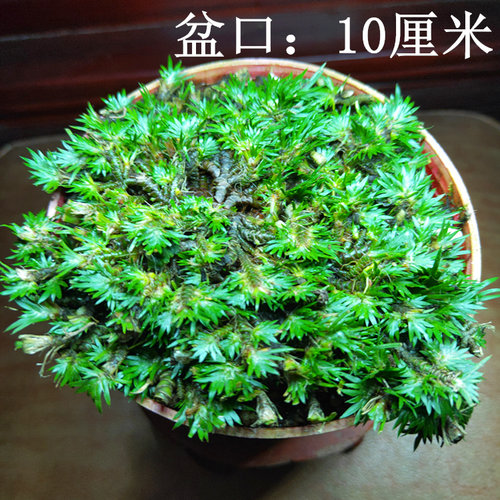 菖蒲苗水培黄金极姬金钱菖蒲草贵船苔天鹅绒龙根老桩附石虎须盆景 - 图1