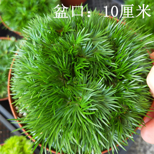 菖蒲苗水培黄金极姬金钱菖蒲草贵船苔天鹅绒龙根老桩附石虎须盆景 - 图0