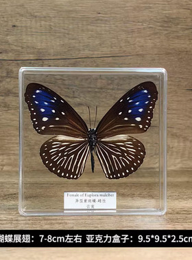 蝴蝶标本琥珀昆虫标本软装摆件