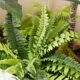 Moss ball landscape window decoration landscaping