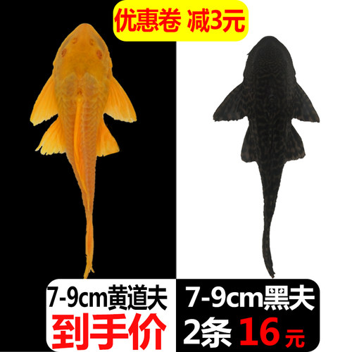 热带观赏鱼吃垃圾鱼工具鱼冷水清缸鱼鹦鹉鱼女王清道夫鱼活体包邮 - 图0