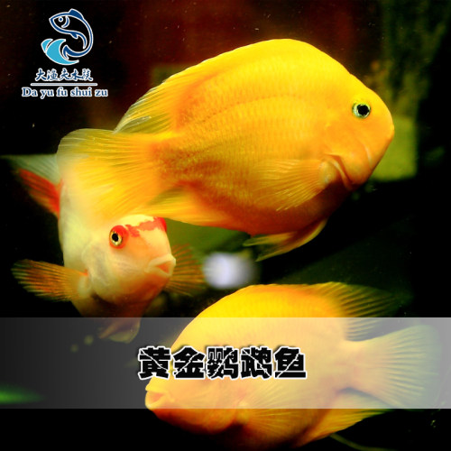 热带观赏鱼黄鹦鹉黄金元宝梅花鹦鹉发财鱼血鹦鹉大型银龙地图活体 - 图2