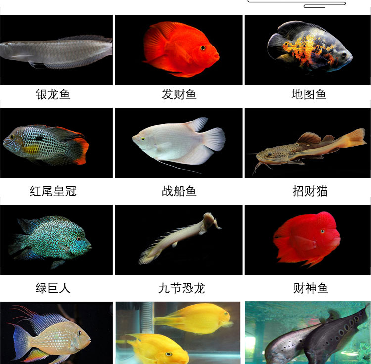 热带观赏鱼活体小中大型淡水鱼地图鱼皇冠金龙鱼发财鱼招财银龙鱼 - 图0