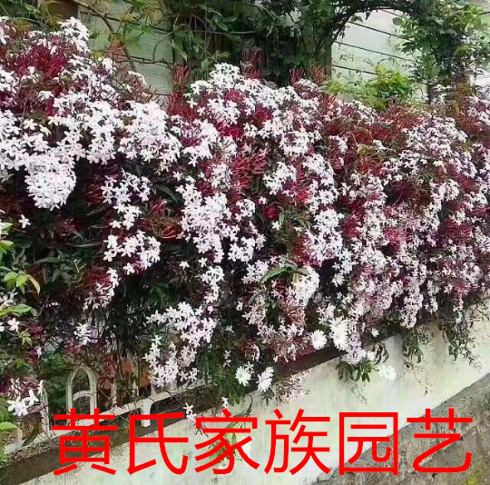 素馨花金叶黄馨藤本花苗阳台庭院有香味爬藤木本植物耐寒耐热包邮-图0