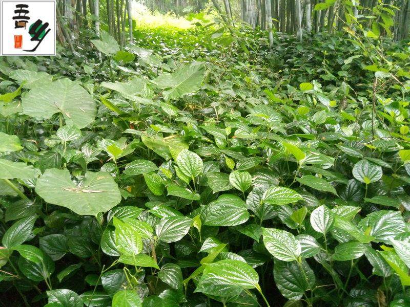 现摘新鲜野生假蒌叶青蒌叶蛤蒌纯叶子假娄菜野菜香菜250克包邮_虎窝淘