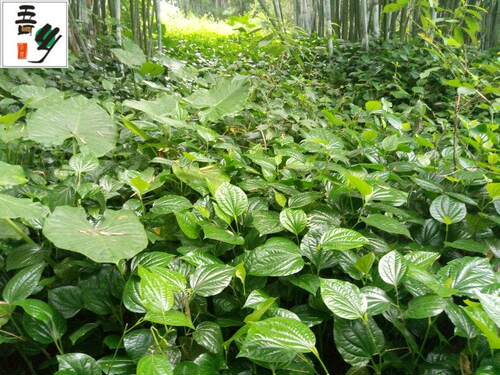现摘新鲜野生假蒌叶青蒌叶蛤蒌 纯叶子假娄菜野菜香菜250克包邮 - 图3