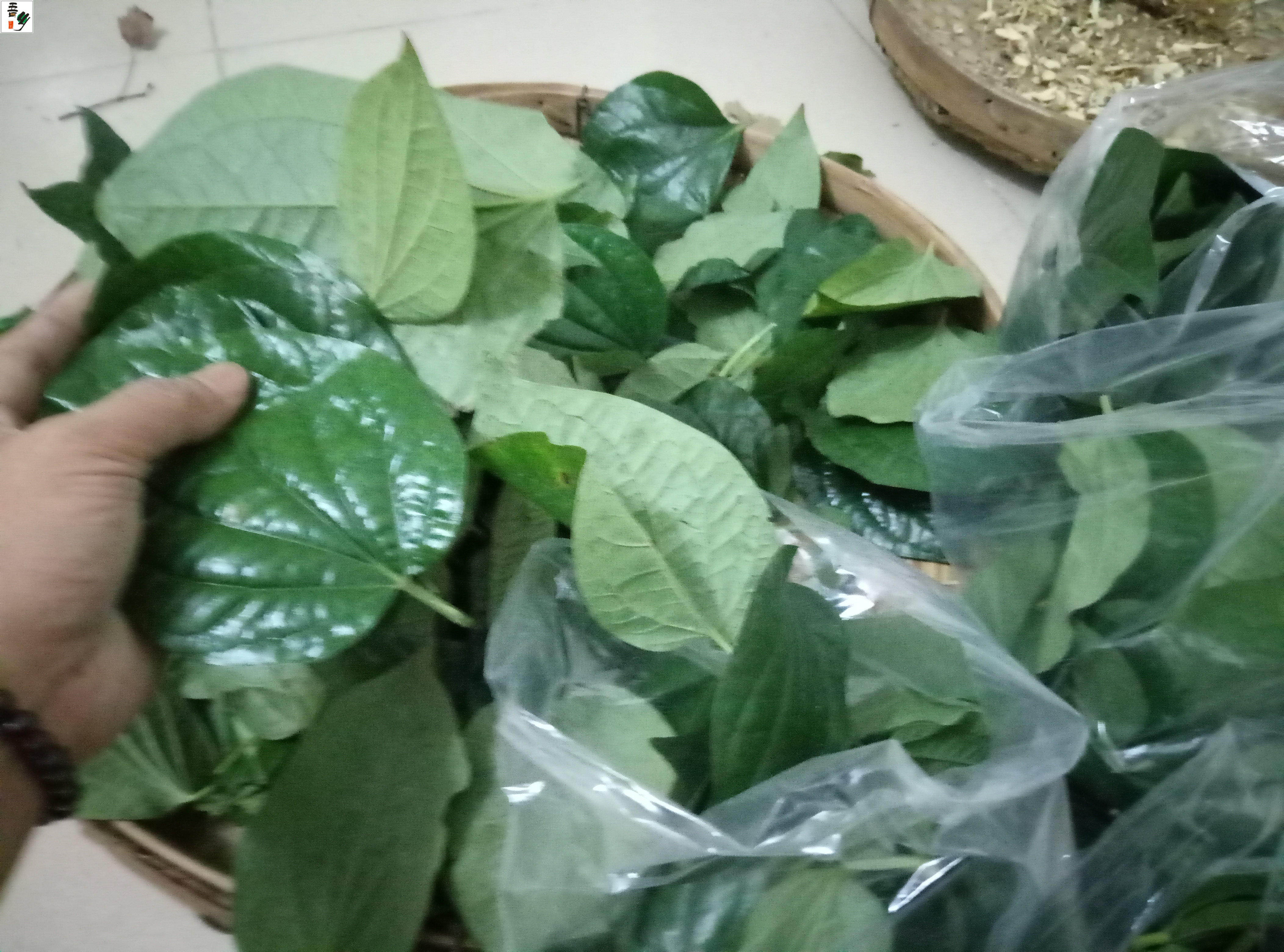 现摘新鲜野生假蒌叶青蒌叶蛤蒌纯叶子假娄菜野菜香菜250克包邮_虎窝淘