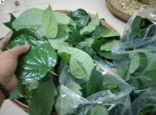 现摘新鲜野生假蒌叶青蒌叶蛤蒌 纯叶子假娄菜野菜香菜250克包邮 - 图2