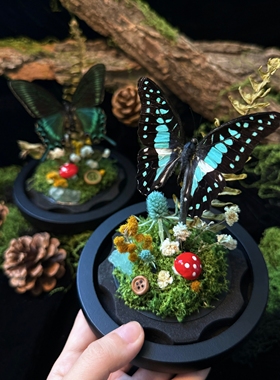 山意SHALL真蝴蝶标本玻璃罩礼物